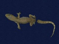 蝎虎藏品圖，第5張